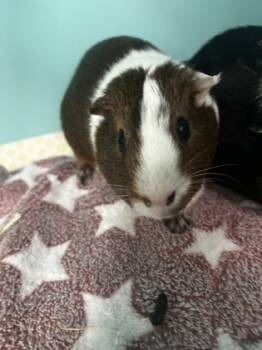 Rescue Guinea Pig Guinea Pigs for Adoption in Morristown, New Jersey - Andrew *Lives With Tony* | PetCurious